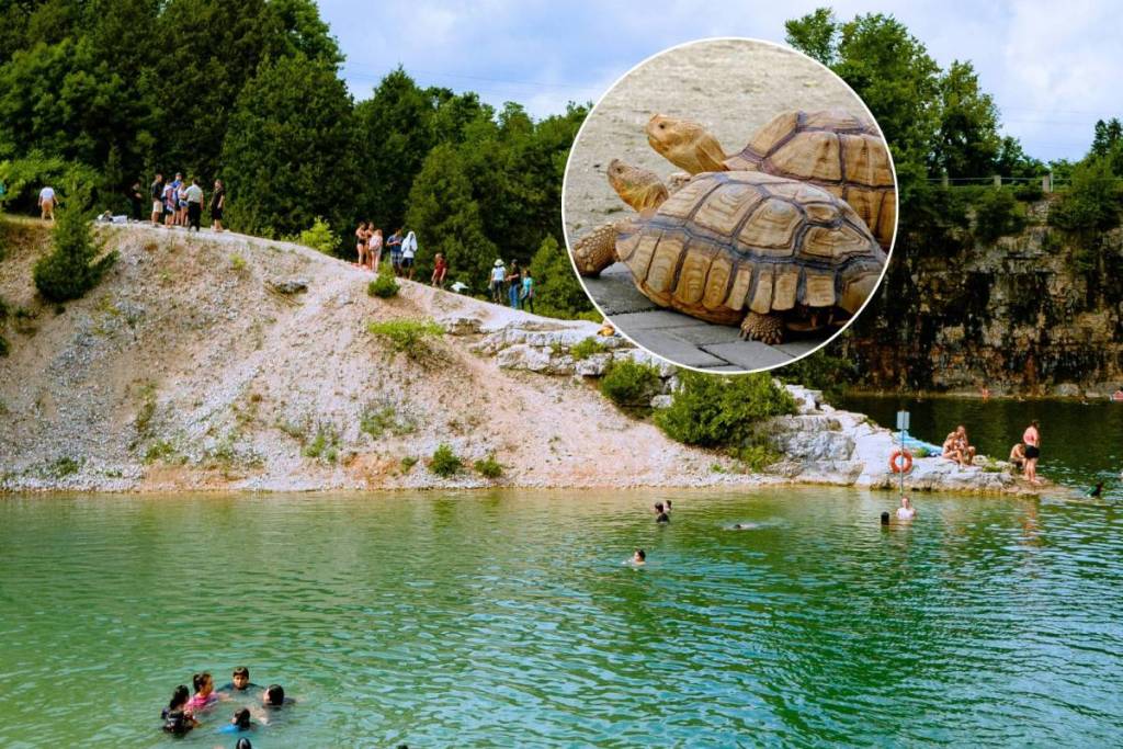 Just 1 hour from Vienna: Discover this family campground in Burgenland with a petting zoo, over 15 animal species like kangaroos and turtles, bounce houses, and its own swimming lake with a sandy beach for only about 10 euros per visit