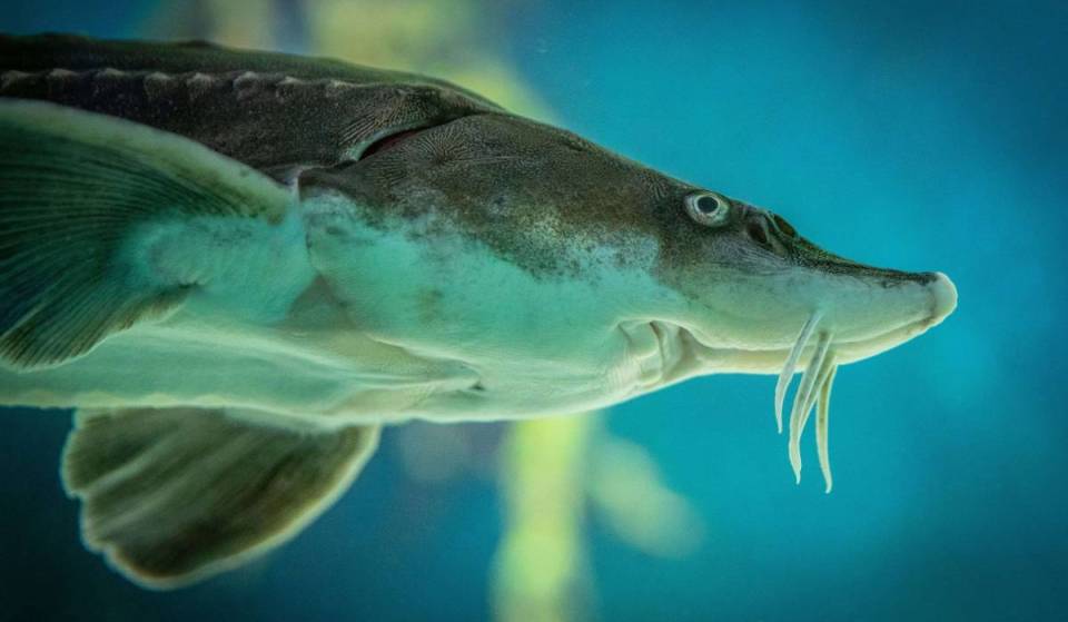 Adoptiere einen Stör mitten in Wien! Das schwimmende Rettungsboot an der Donau soll eine prähistorische Art retten – ein europaweit einzigartiges Projekt