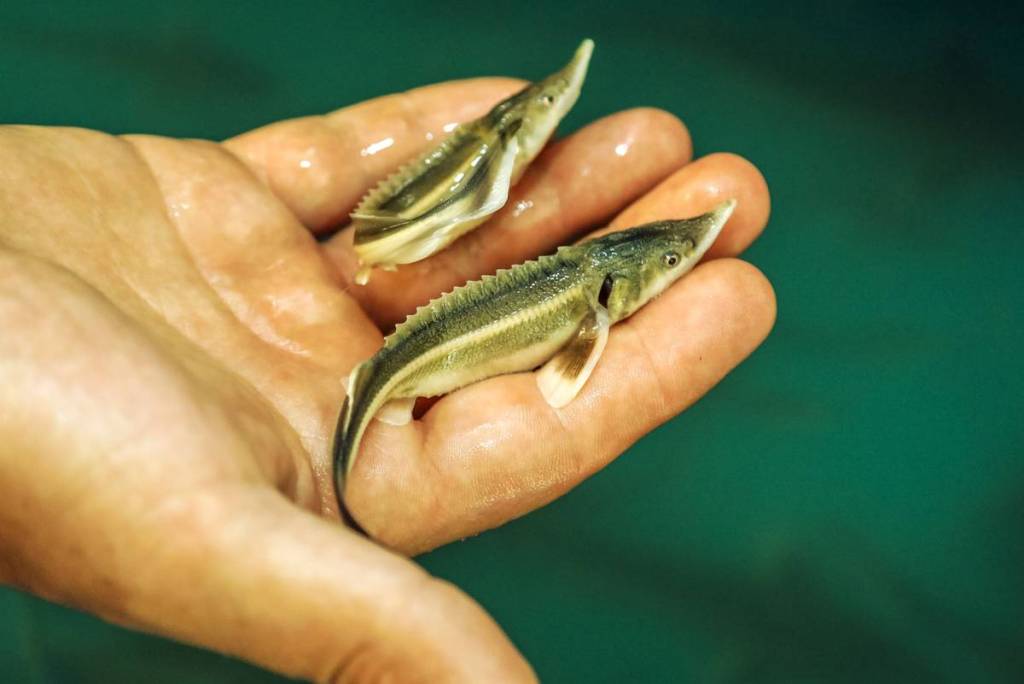Ein kleiner Stör bei LIFE-Boat 4 Sturgeon