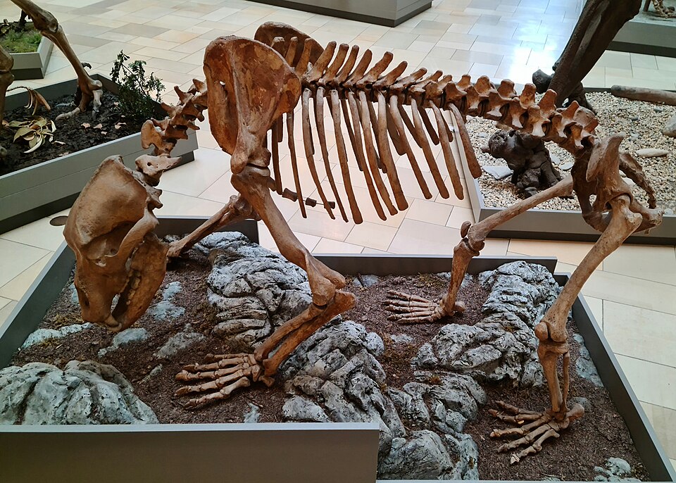 Thousands of cave bear skeletons were found in the Dragon’s Cave