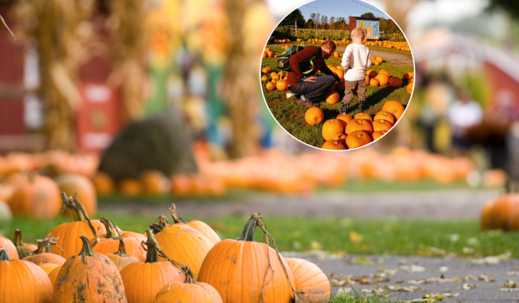 Discover this autumnal pumpkin farm just 30 minutes from Vienna—with free admission and 400 different pumpkin varieties to take home