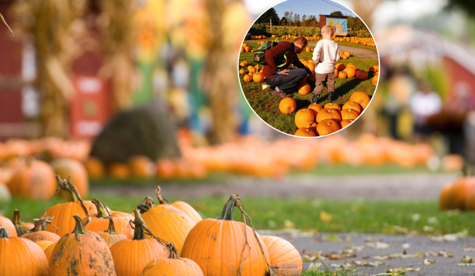 Discover this autumnal pumpkin farm just 30 minutes from Vienna—with free admission and 400 different pumpkin varieties to take home