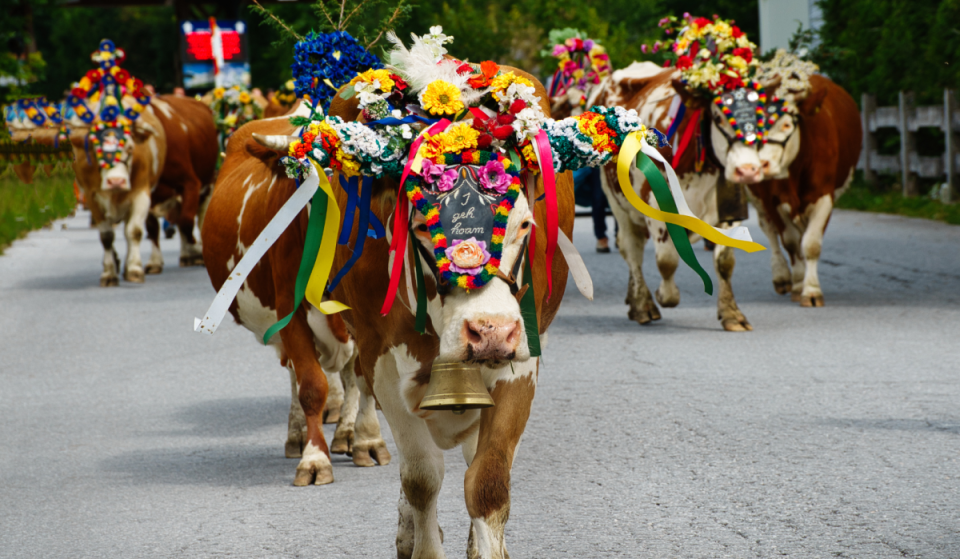 Just 1.5 hours from Vienna, hundreds of cows make their way from the alpine pastures down into the valley—on this one day in September