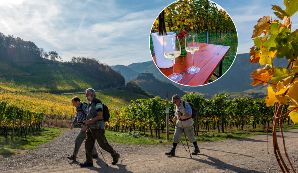 Wiener Weinwandertage 2026: Erfahrt alle Infos zu Routen, Heurigen und Hightlights auf einem Fleck