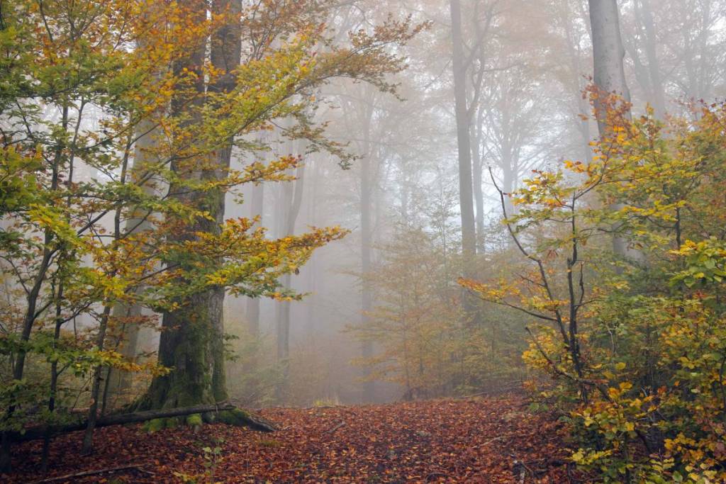 Ein Spaziergang im Herbst durch den Wienerwald