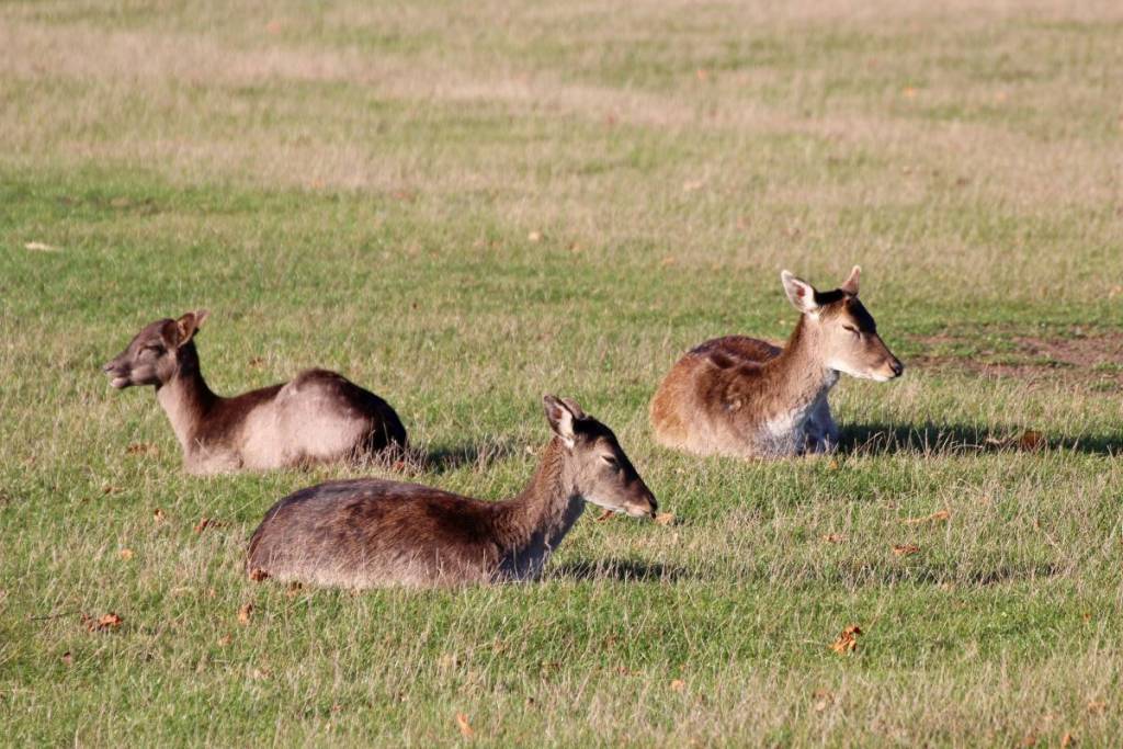 Im Herbst könnt ihr wunderbar Hirsche oder Mufflons im Lainzer Tiergarten beobachten