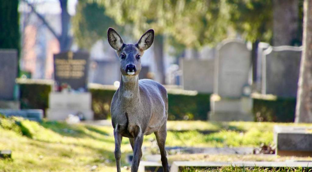 Auch Rehe lassen sich im Herbst auf dem Zentralfriedhof entdecken