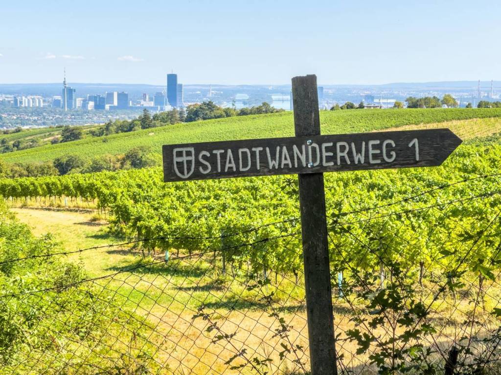 Im Herbst finden geführte Weinwanderungen in Wien statt