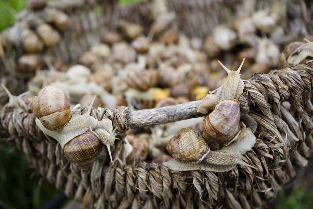 Ein Korb voll mit Schnecken