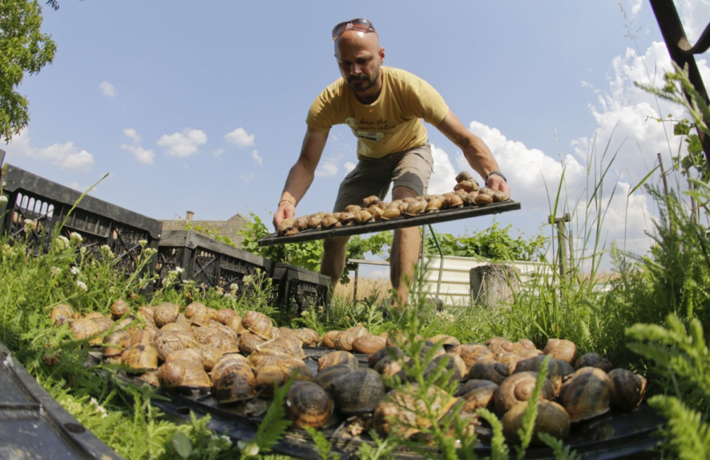 Andreas Gugumuck sammelt Schnecken