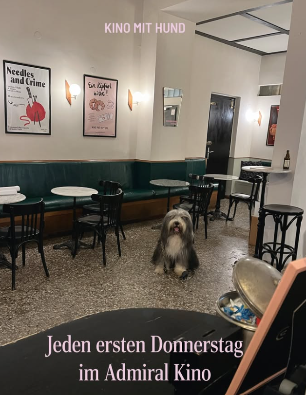 Im Admiralkino, könnt ihr einmal im Monat euren Hund mitbringen