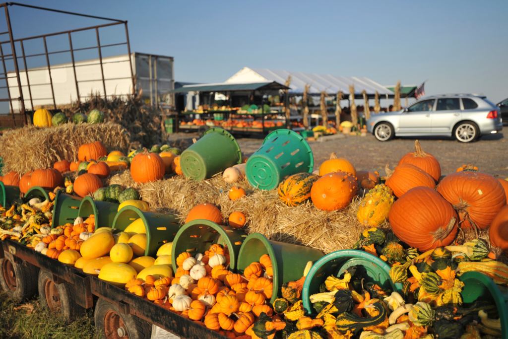 Entdeckt über 200 Kürbissorten und Herbstschmankerl auf diesem regionalen 20-jährigen Herbstmarkt 30 Minuten von Wiens Zentrum entfernt