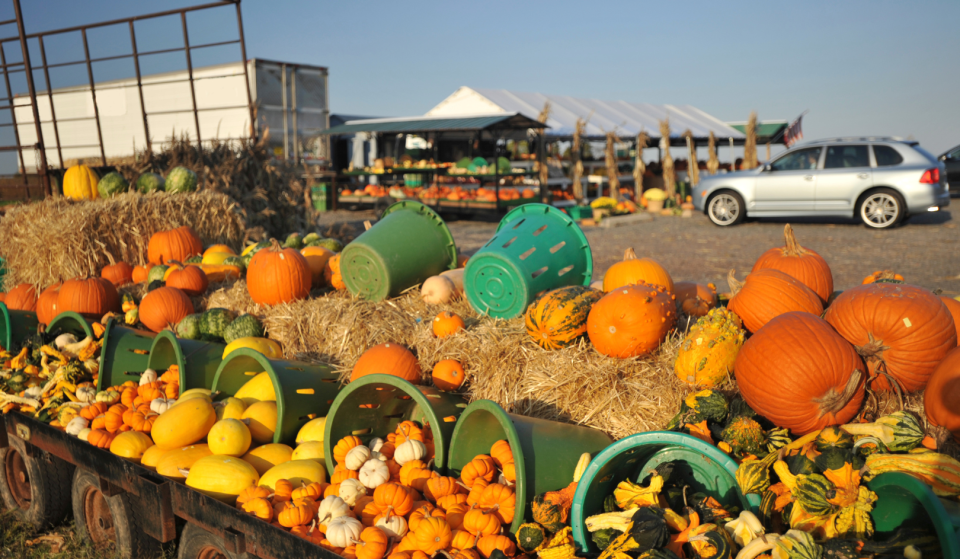 Entdeckt über 200 Kürbissorten und Herbstschmankerl auf diesem regionalen 20-jährigen Herbstmarkt 30 Minuten von Wiens Zentrum entfernt